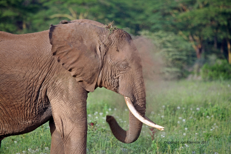 Elephant, African Elephant